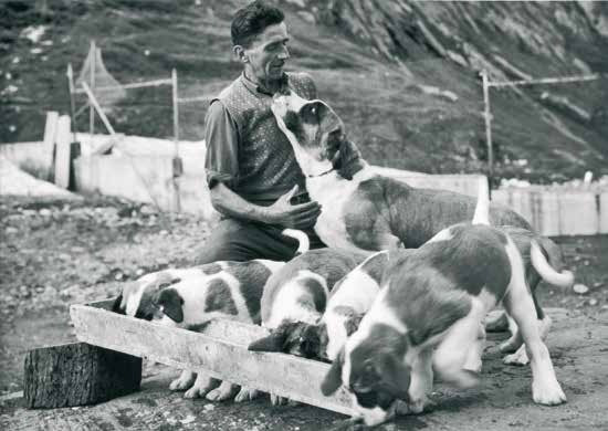 st.bernard