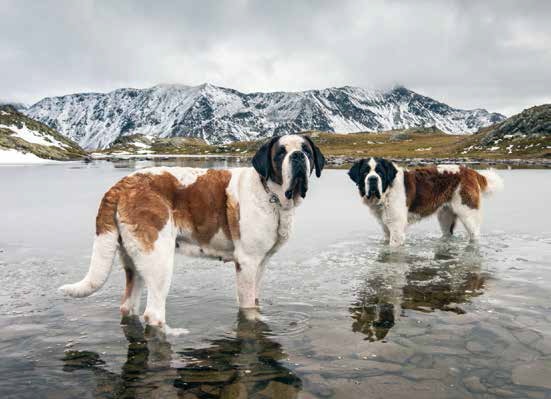 st.bernard